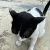geikoeieiei