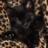 meowykaa