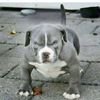 royalz731