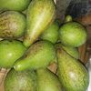 pagikamurang