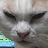nekomarun2