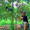 sulydurianmontong