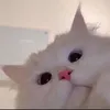 nekomaru1012