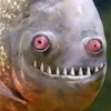 dd77mrw