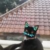 cat_saver45