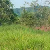 dasygilgil