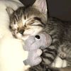 cozyy5.6