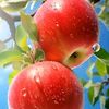 abc12345678153naam