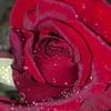 shatw_mm4