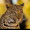 gulamnabi36235