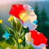 user6bsbd18e2o