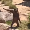 monkeyg16