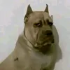 igornexez