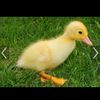 ducky1367