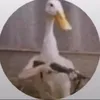 just_a_russian_goose