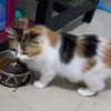 sussyhayati