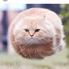 Felix