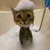 cxdric_1824