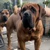 boerboelshylo