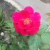 dyiu0rwtlm66