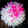 sadiyamon16