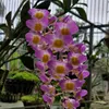 duonganhduong528