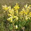 yellow.036