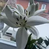 sofi3_x