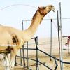abdullahbin7mad