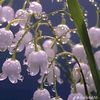 ashleylujan658