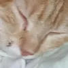 kittygingercat