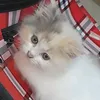 kittikatkat