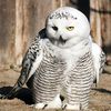 whitesnowowl