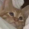 minnano_myasan