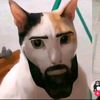 cat_chat6