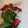 ileana800