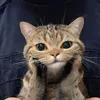 miawmiawmiaw20