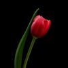 rashasaber837
