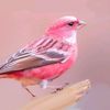 wildberrycanary