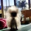 ceci.monkey