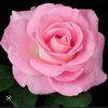 gladys1285