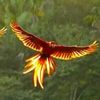 vampirefairywings