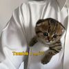 tamimhossain....1
