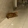 pupa_pupa121