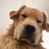 dogperson26