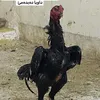 yaqub_sherwan14