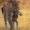 savana_warrior