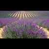 lavanda685