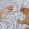 simba_sandi