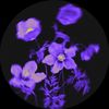 yakshab_